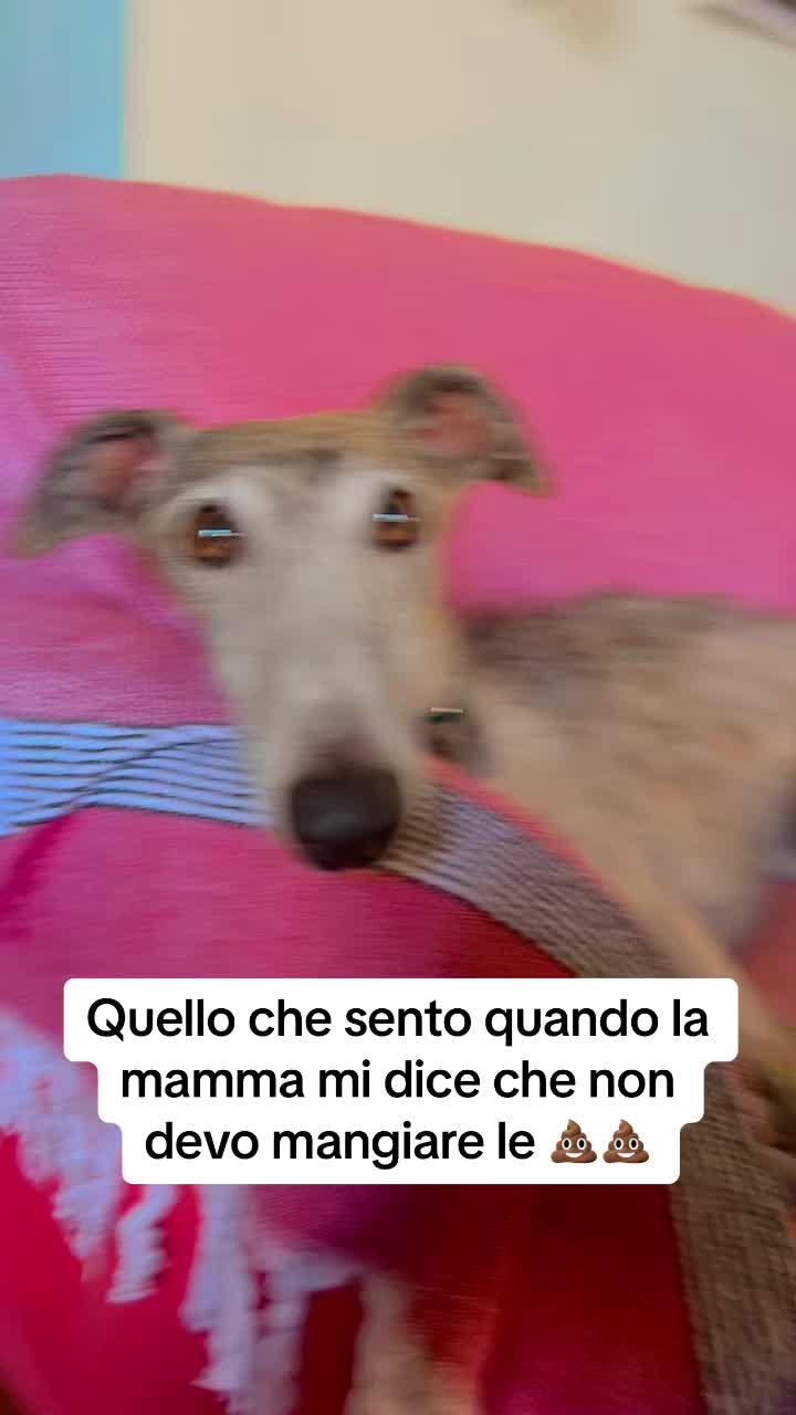 @ElenaCast