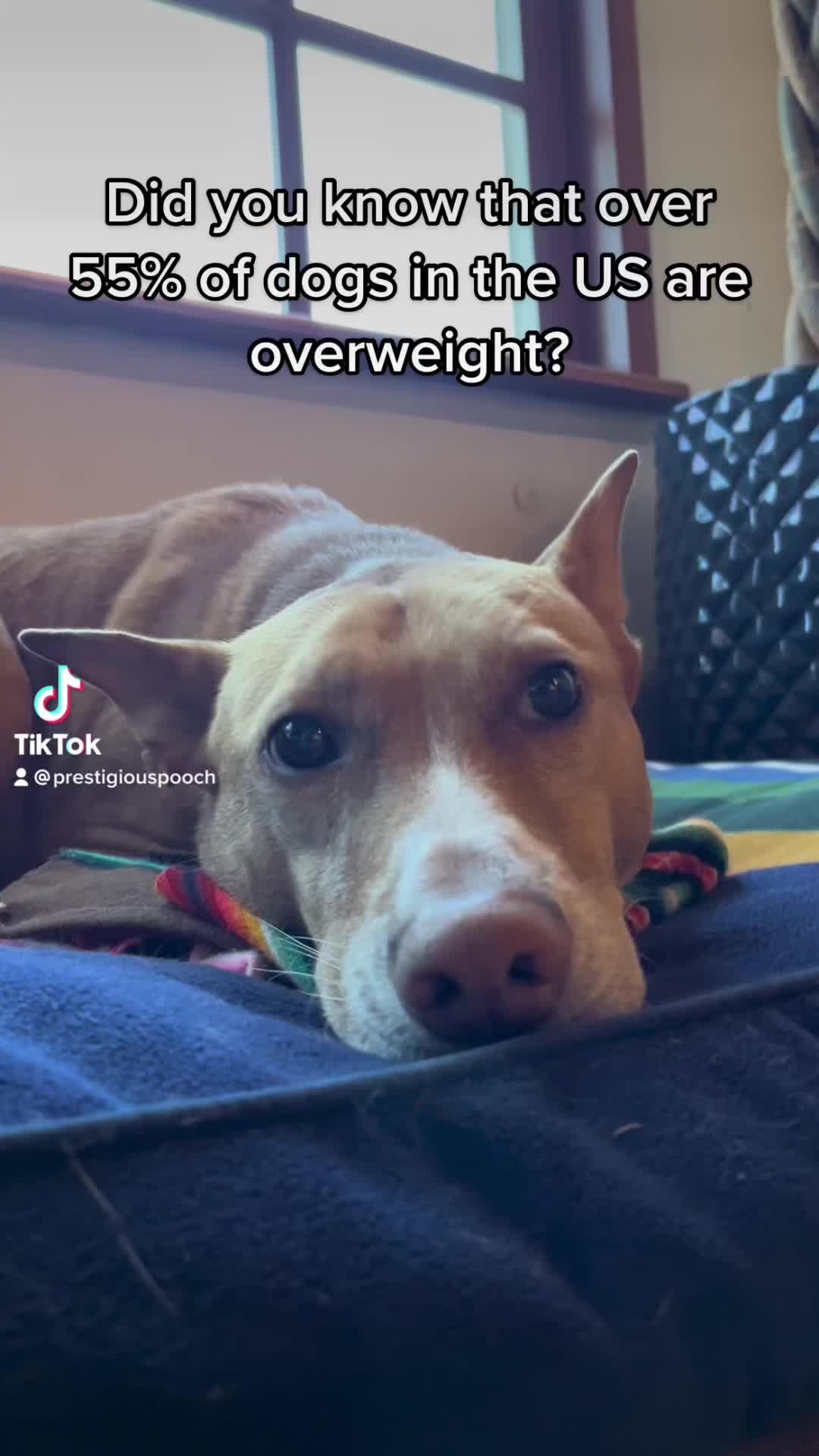@Prestigious.Pooch