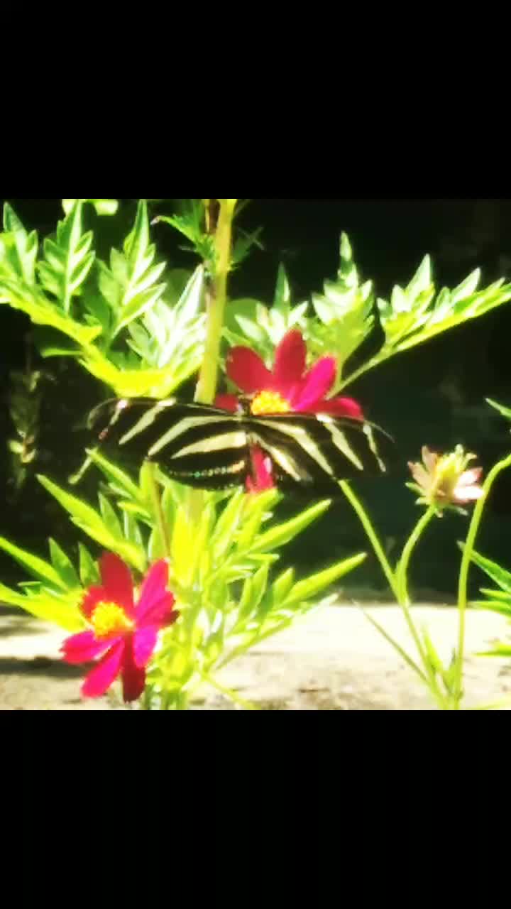 @deedeehommel