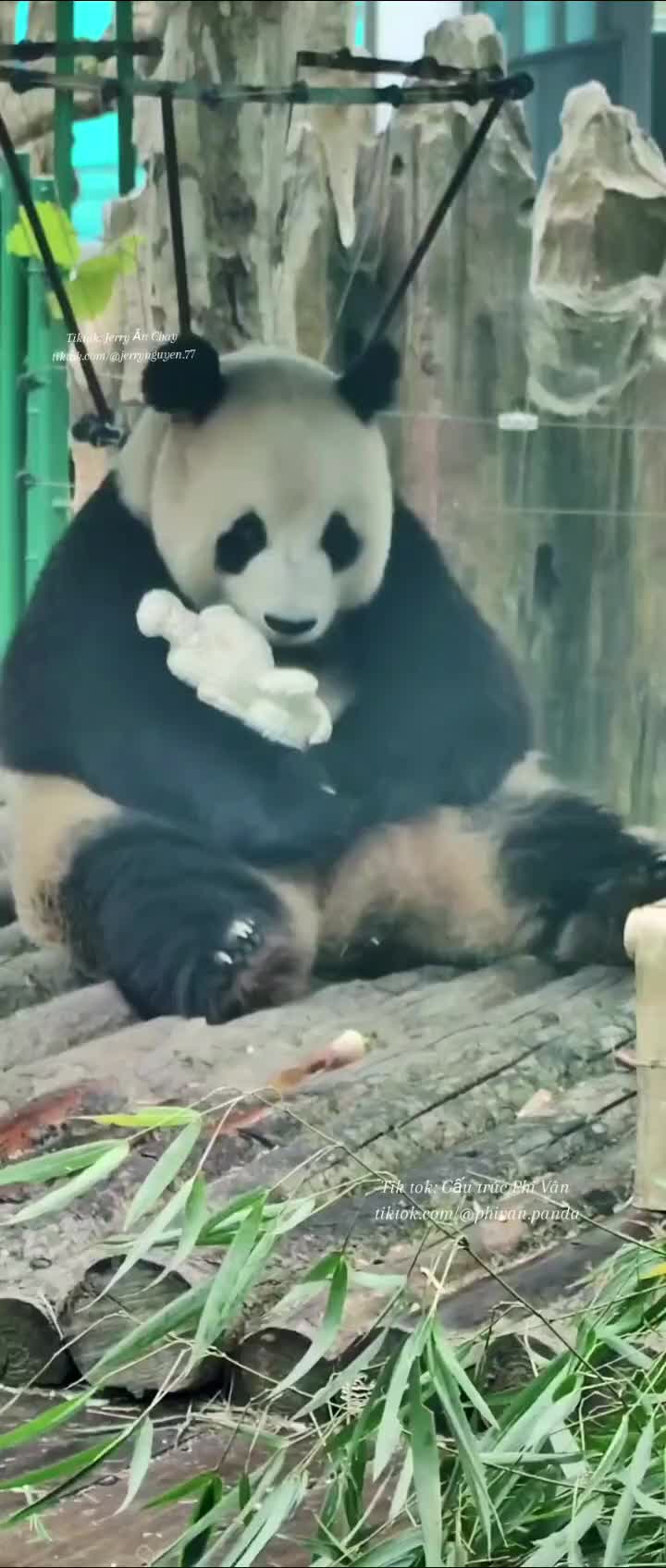@Gấu tr&uacute;c Phi V&acirc;n