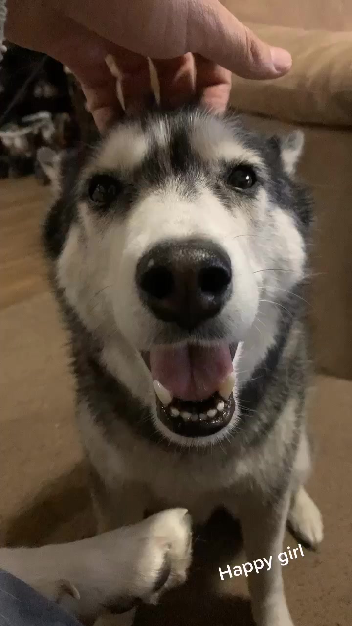 @coloradohuskies