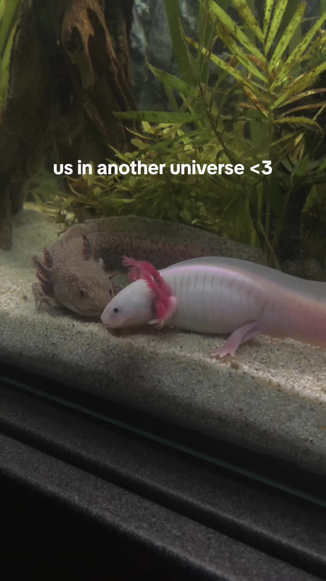 @Axolotl