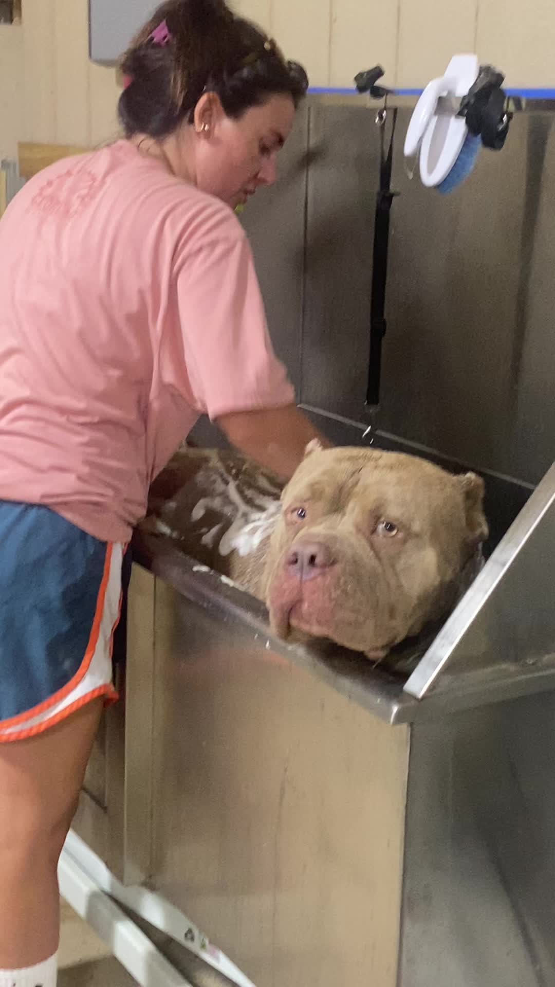 @GatorHeadBullies