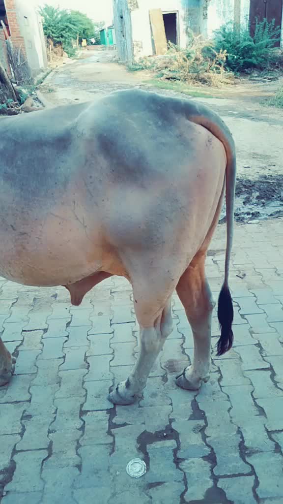 @lover boy रोहित