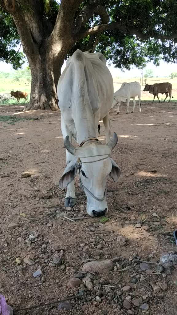 @user977929664556