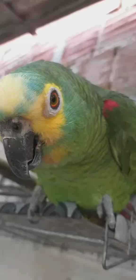 @Papagaio Chico🌽🦜