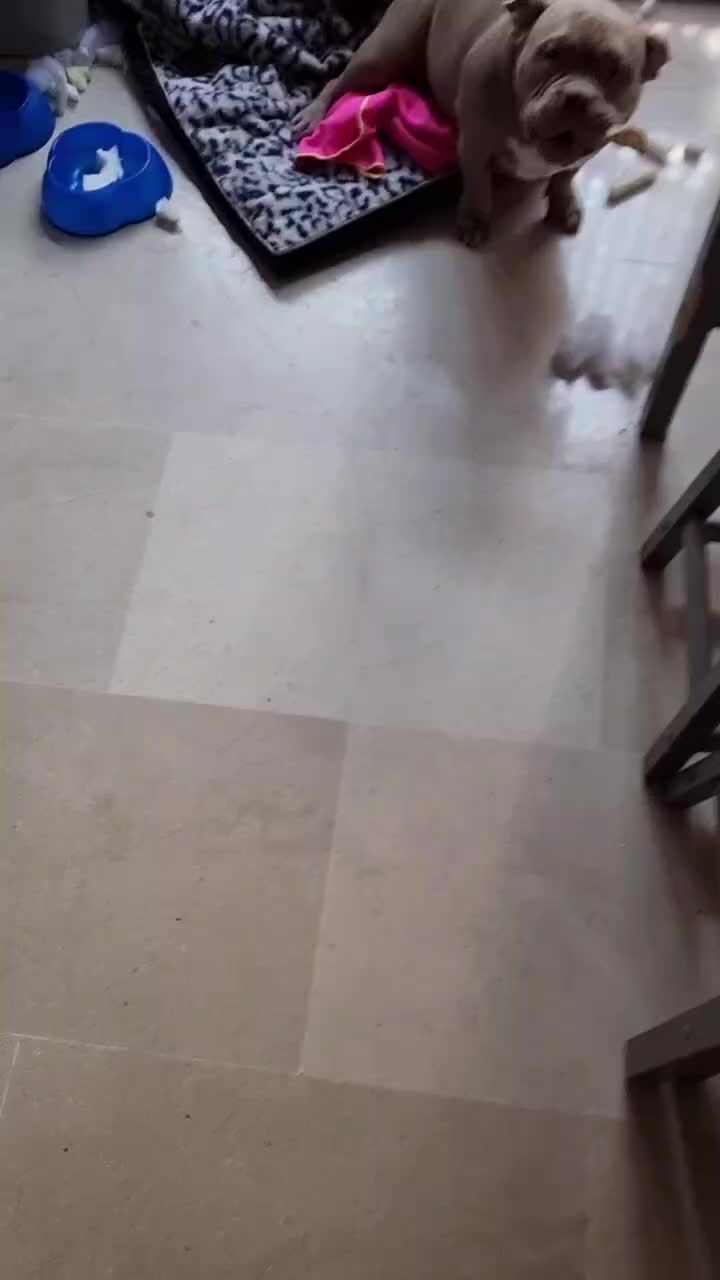 @Americanbully.Boyka