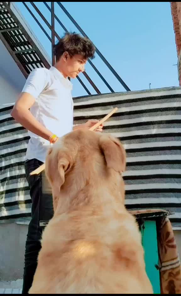 @comedy_dog_rocky