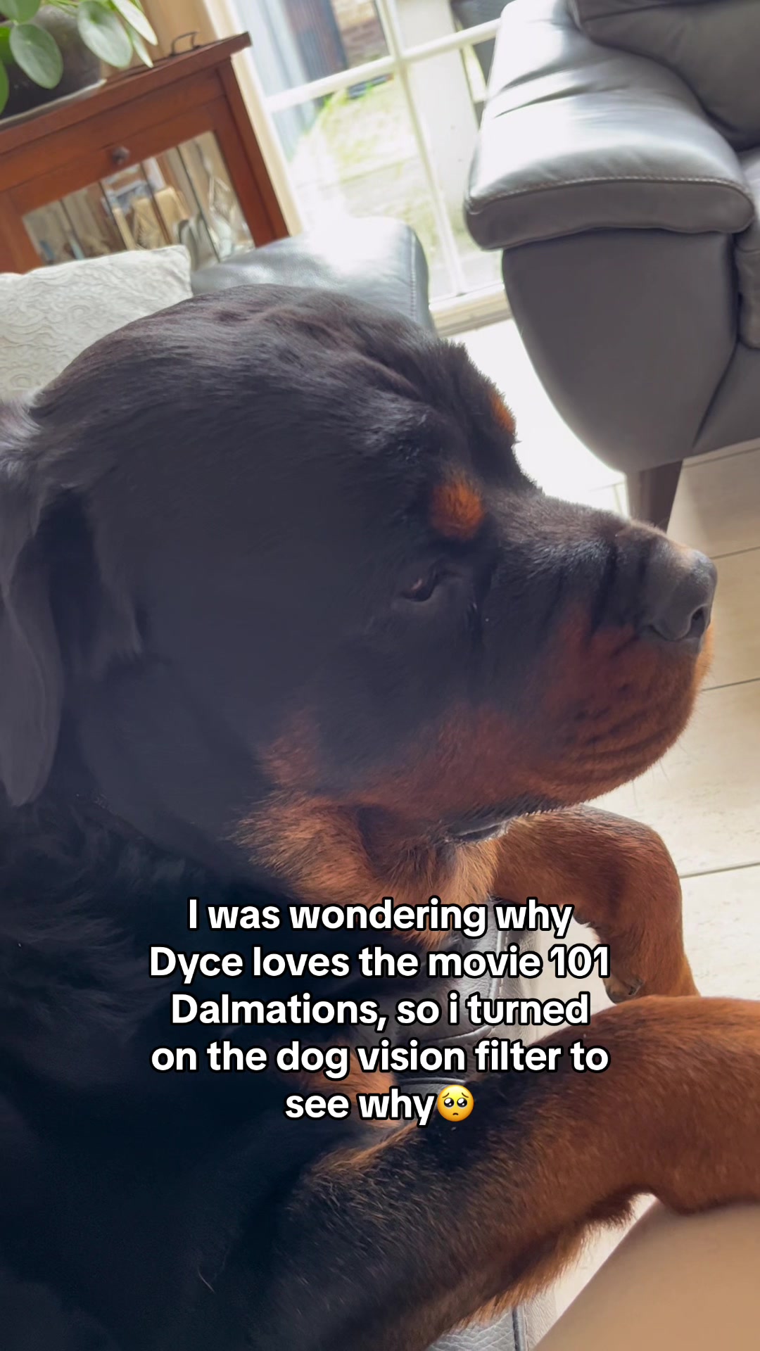 @🐾💙Dyce & Donna🩷🐾