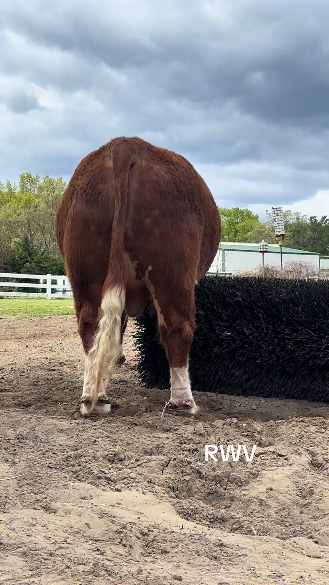 @RWV Land & Livestock