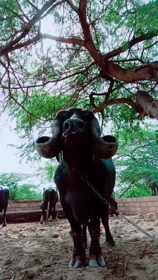 @કેશુભાઈ વાધેલા