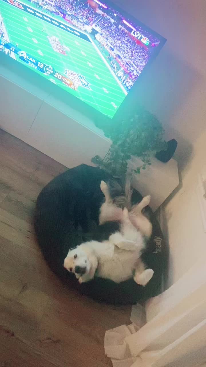 @baygiaussie