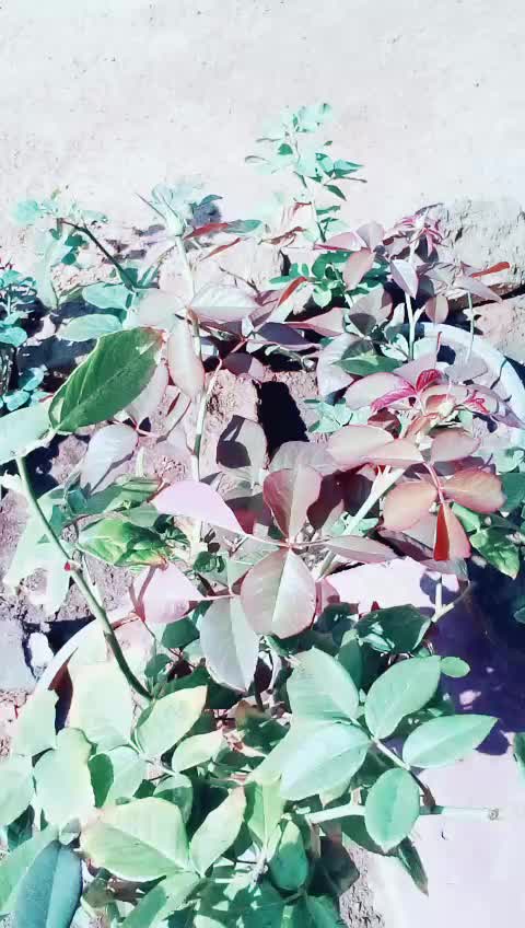 @💕👁️ammu kutty👁️💕