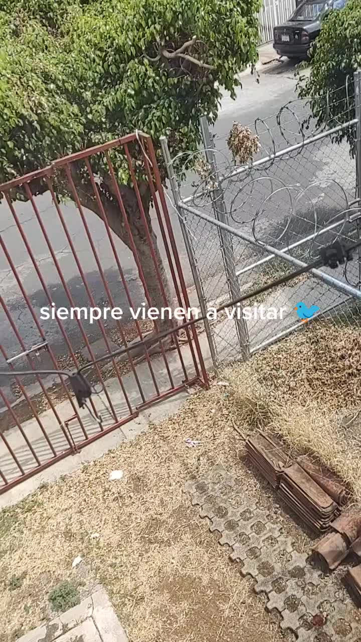 @Renata