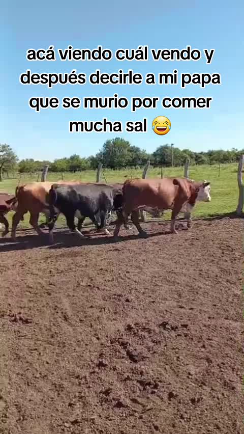 @Lulu Rojo