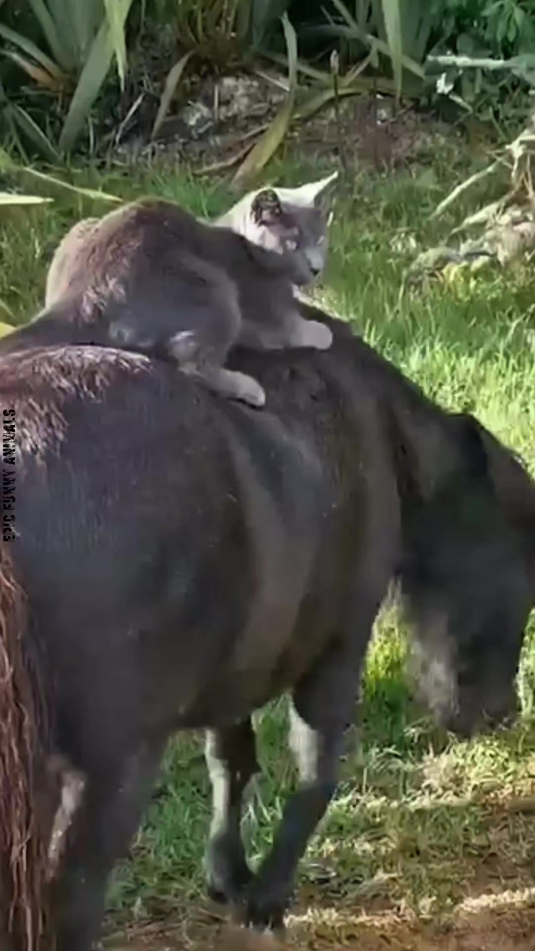 @Epic Funny Animals