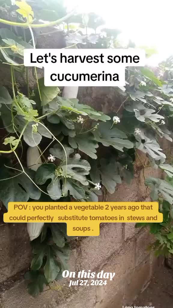 @The GenZ Gardener