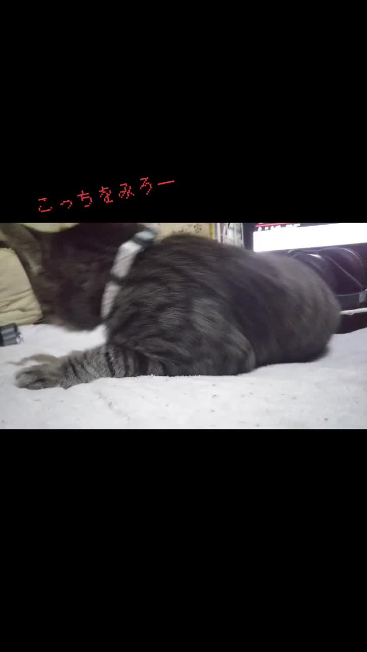 @だーやま ゆーき