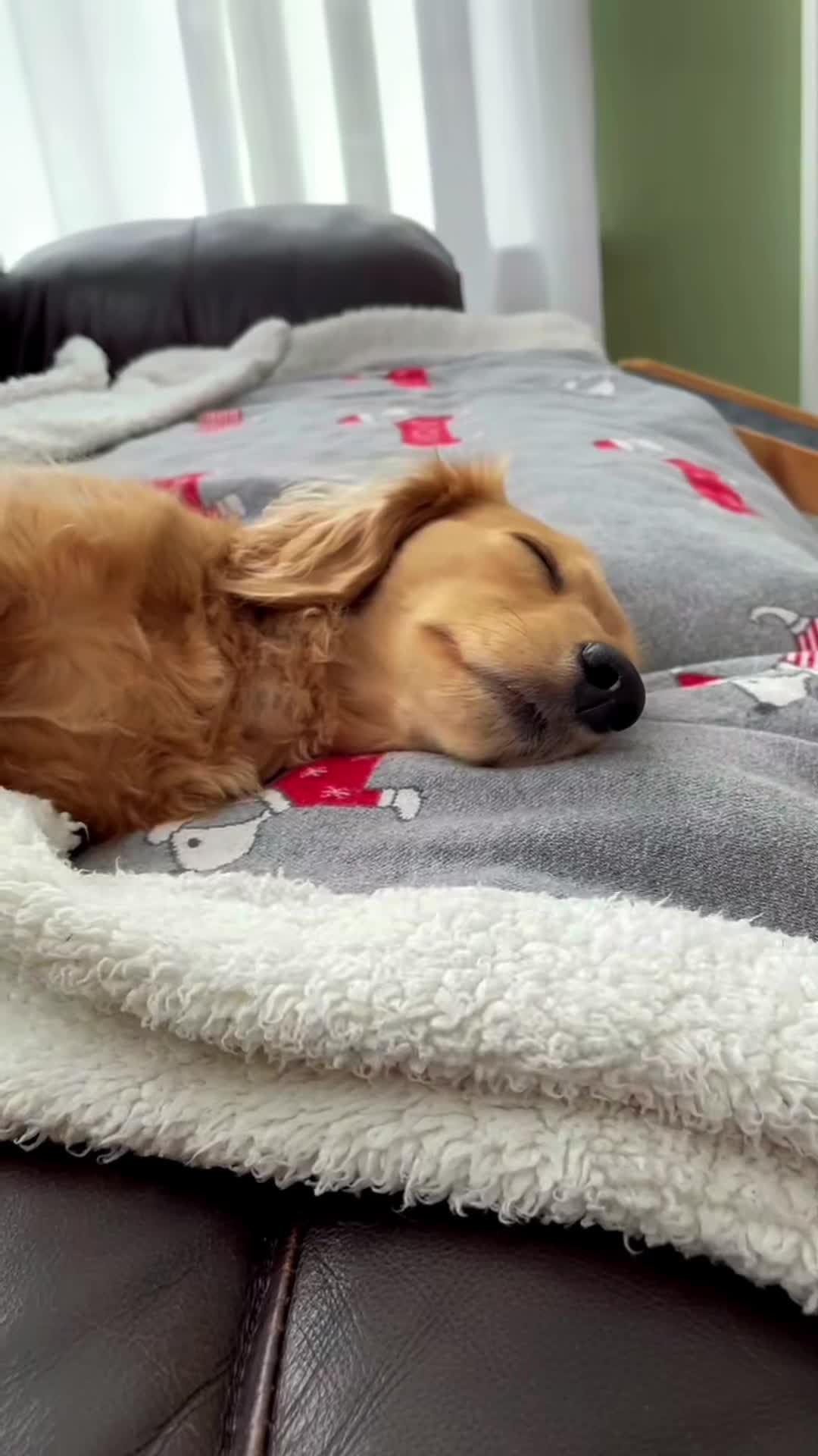 @charliethecharmingpup