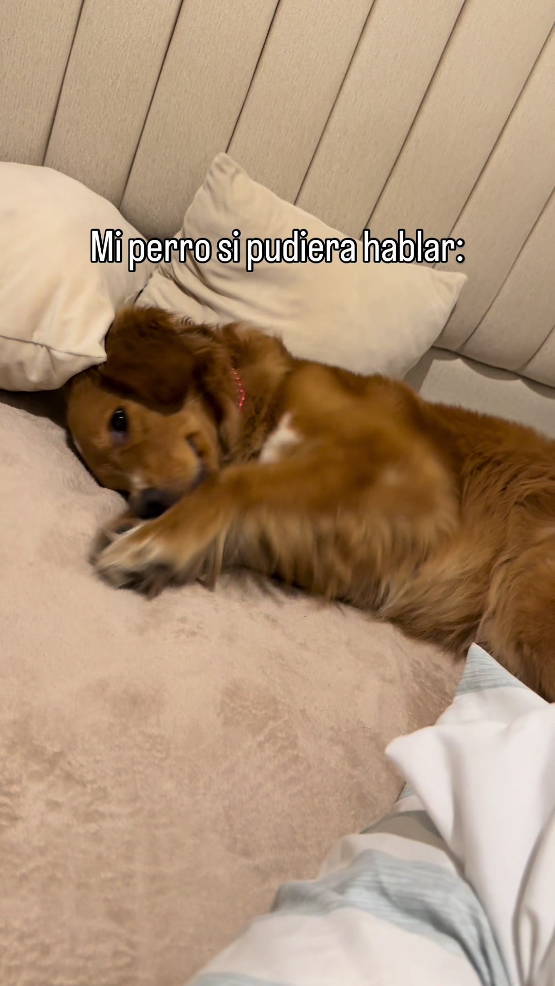 @gleypuentes ༽