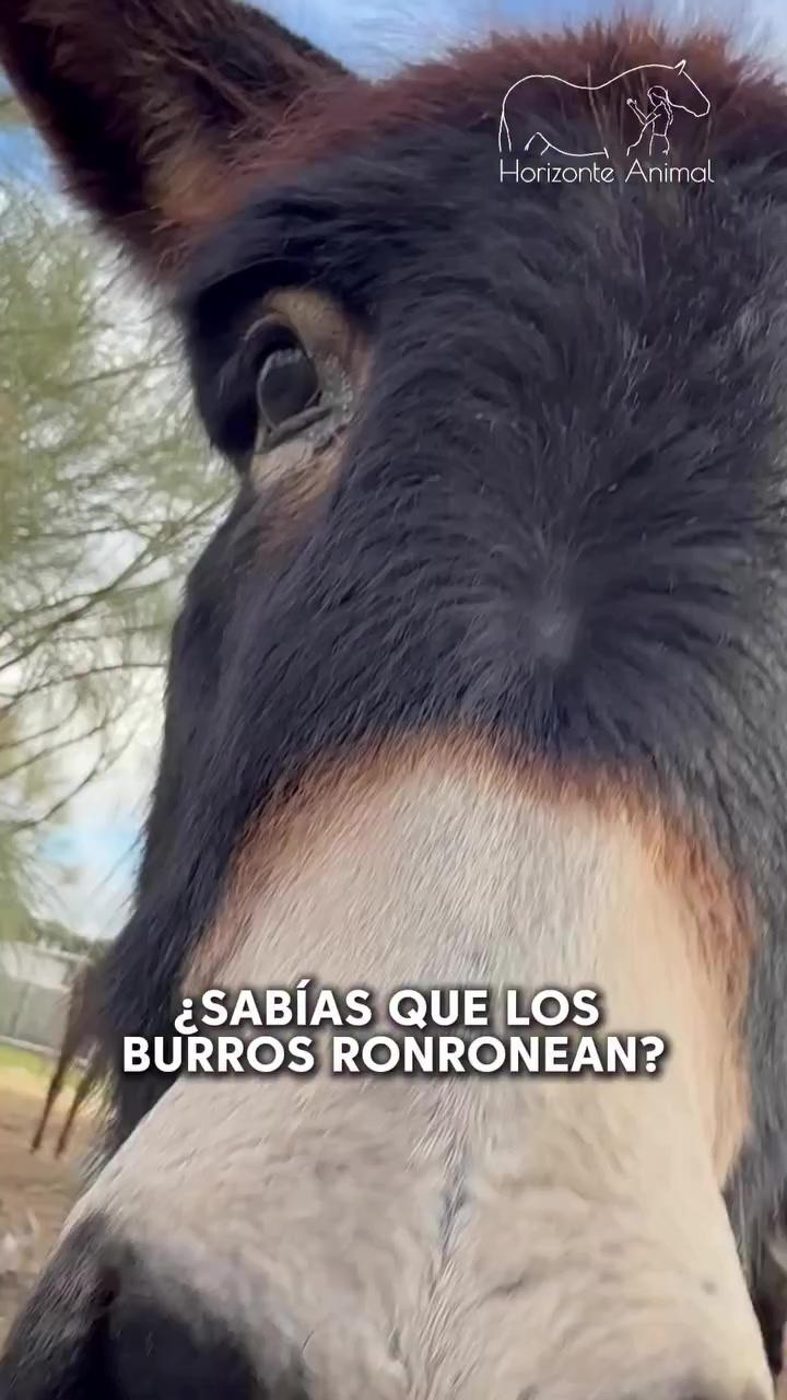 @Viviana Calabrese