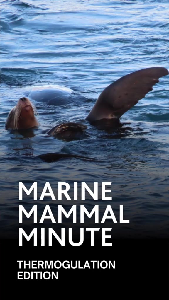 @Marine Mammal Rescue Society