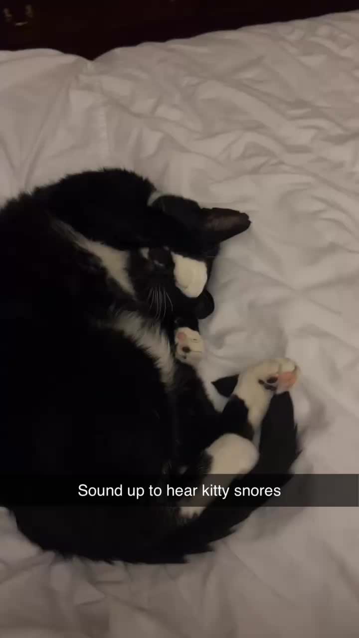 @Toby Purrrs
