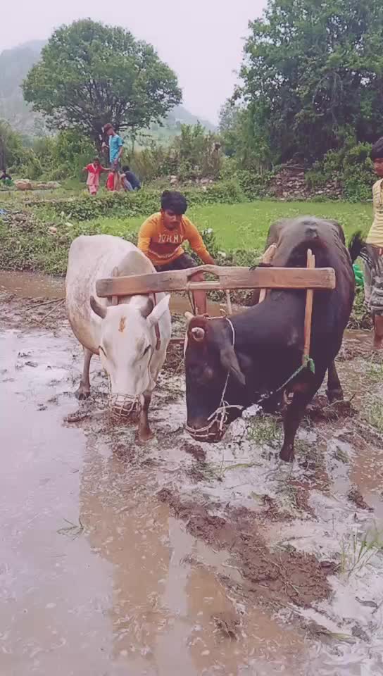 @Rakesh pahadi 🙏