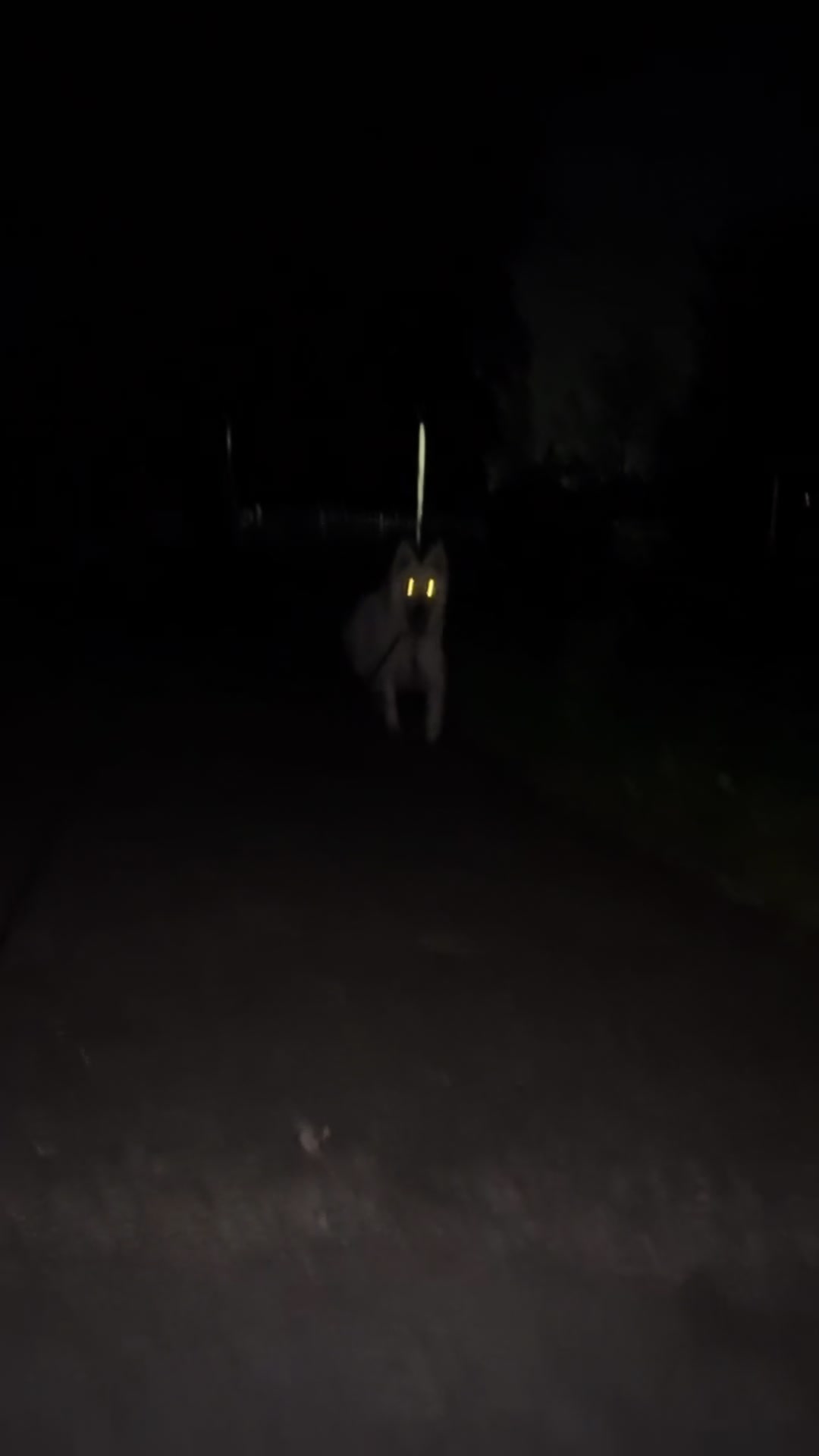 @Barksnbites
