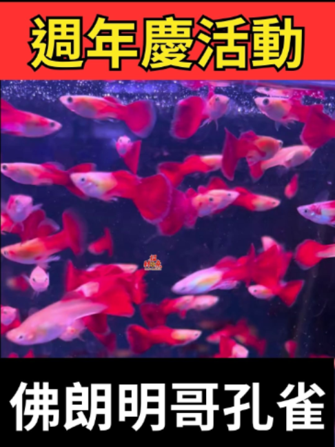 @招財魚水族館