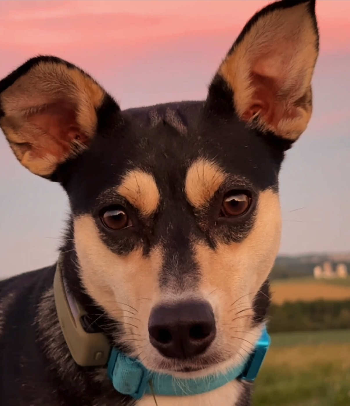 @🐾