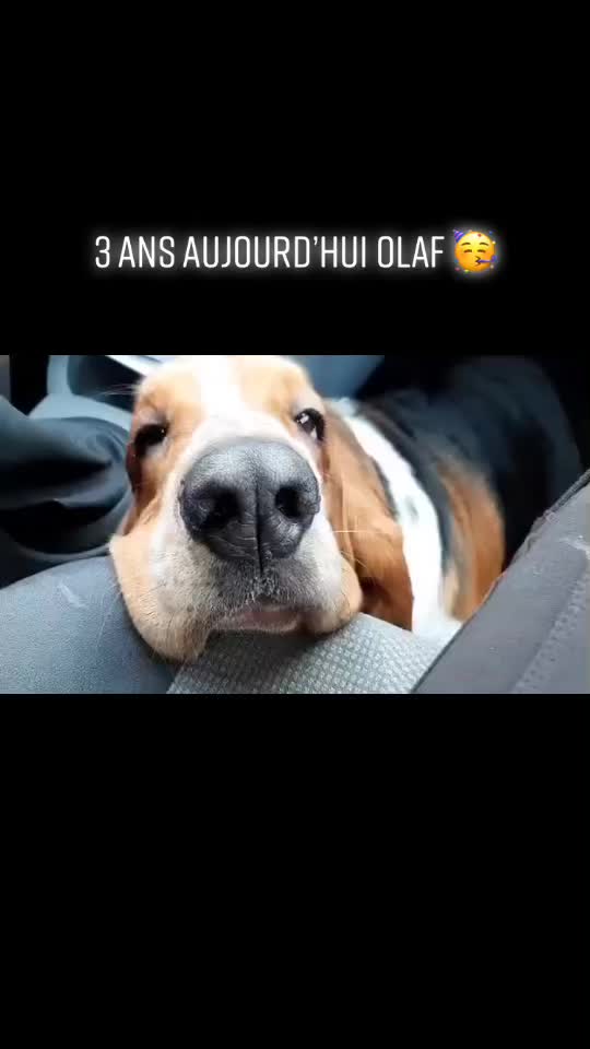 @Olaf le basset hound 🐾