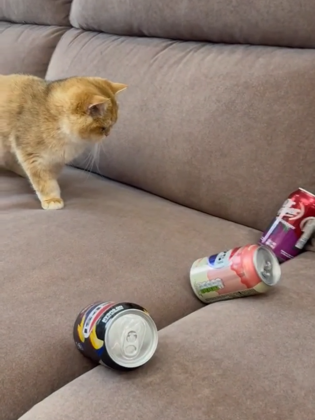 @Chonky World Of Cats