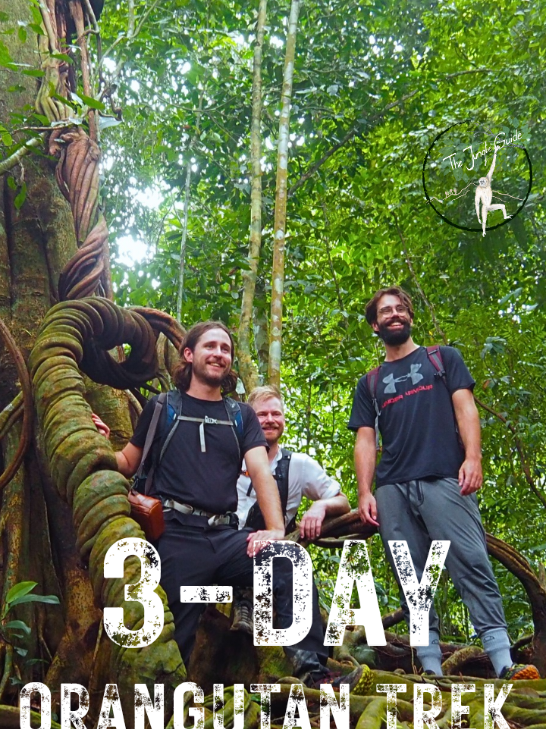 @The Jungle Guide