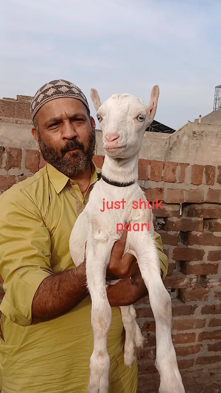 @Asif salad wala