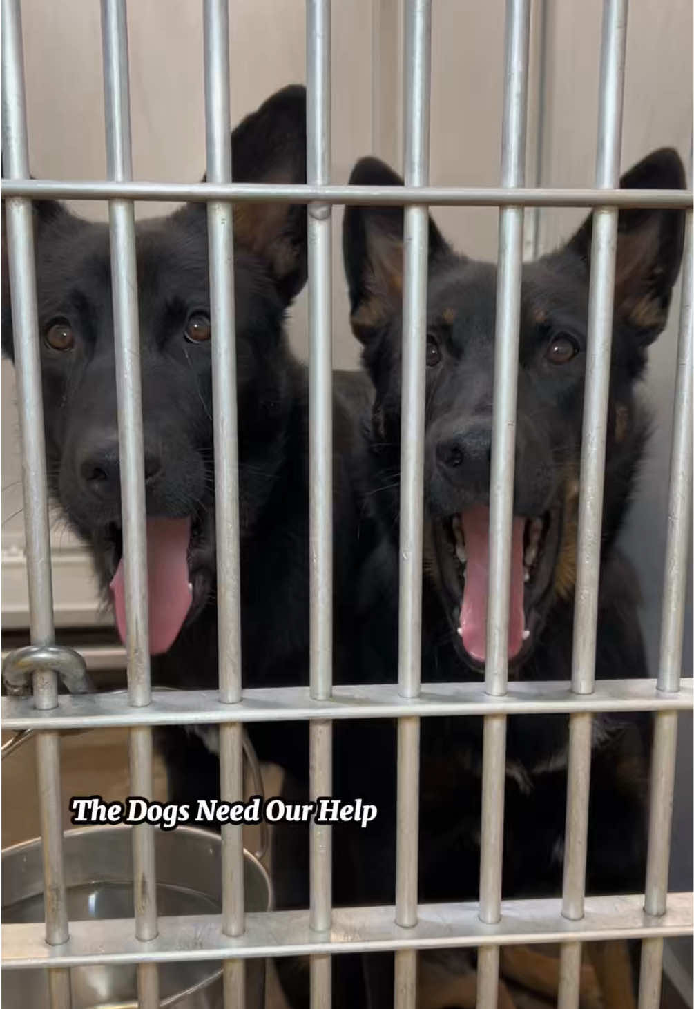 @The Dogs Need Our Help