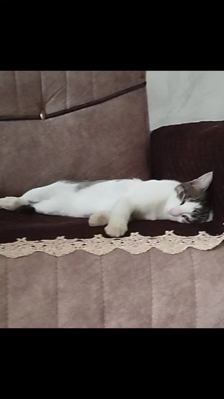 @🐾