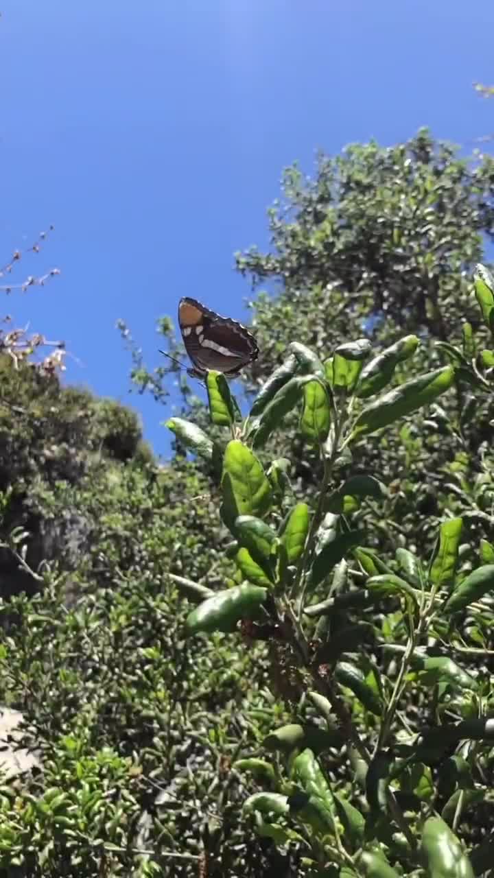 @✨𝕝𝕚𝕧✨🦋🤍