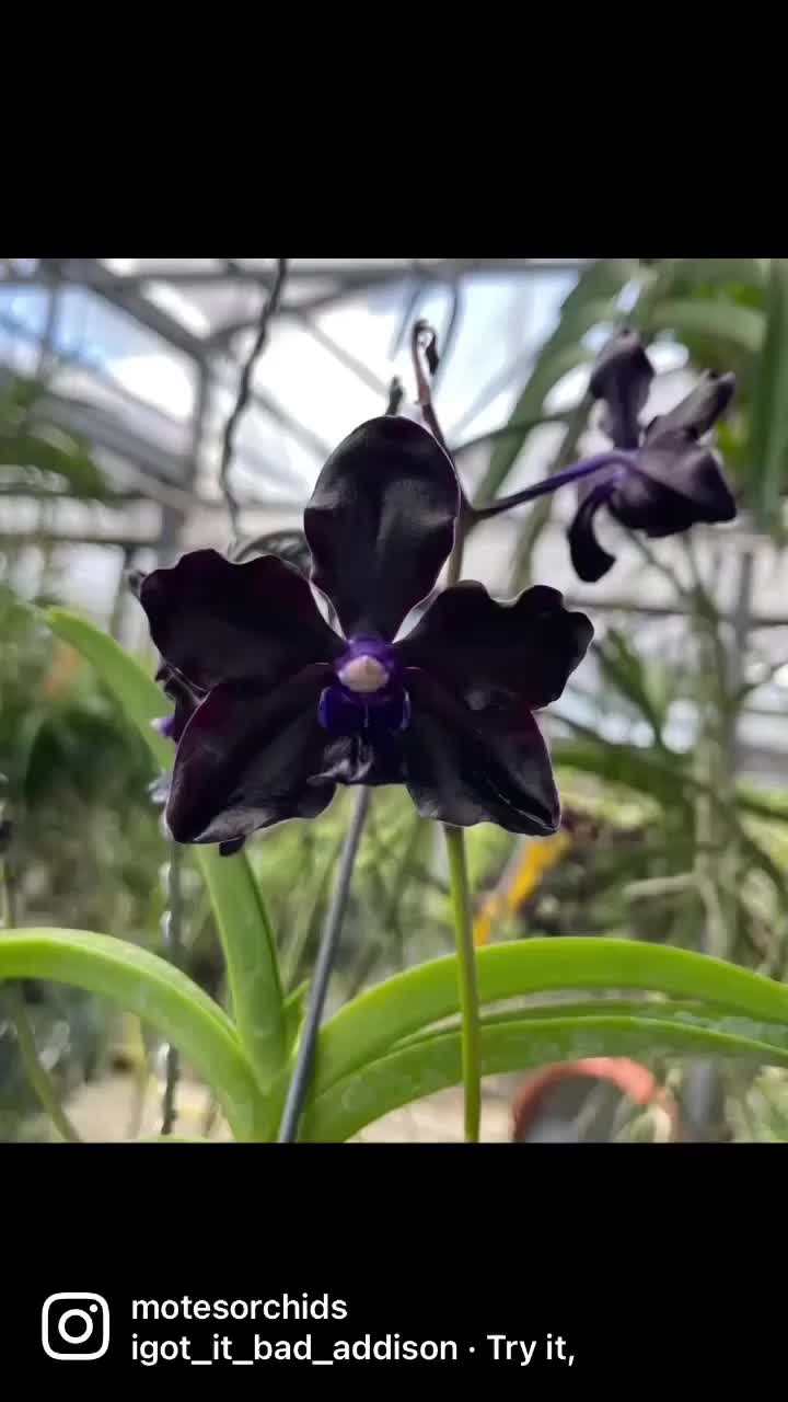 @Motes Orchids