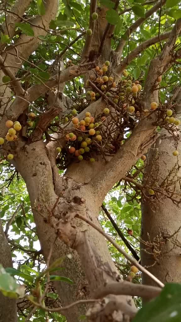 @anjanna beenkari