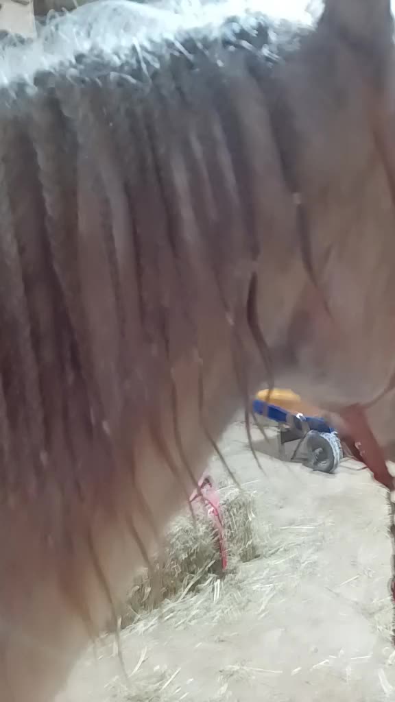 @horsie_rider