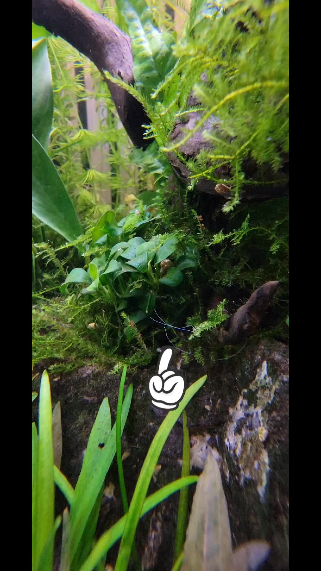 @Fishie Fishy Fish (nano, nano)