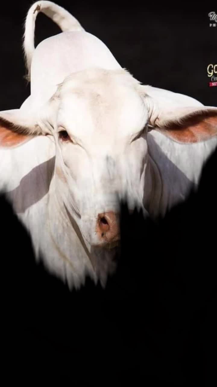 @🔥 Eid_cow 🔥