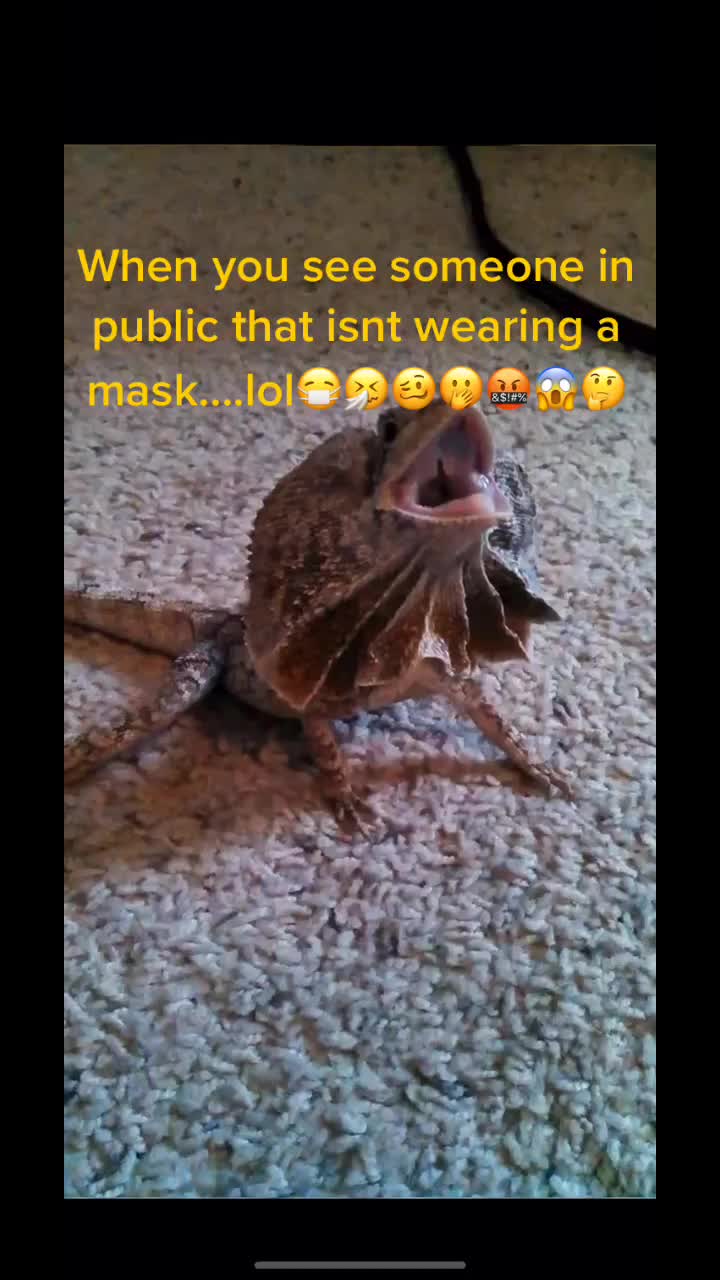 @Reptile Edu-tainment
