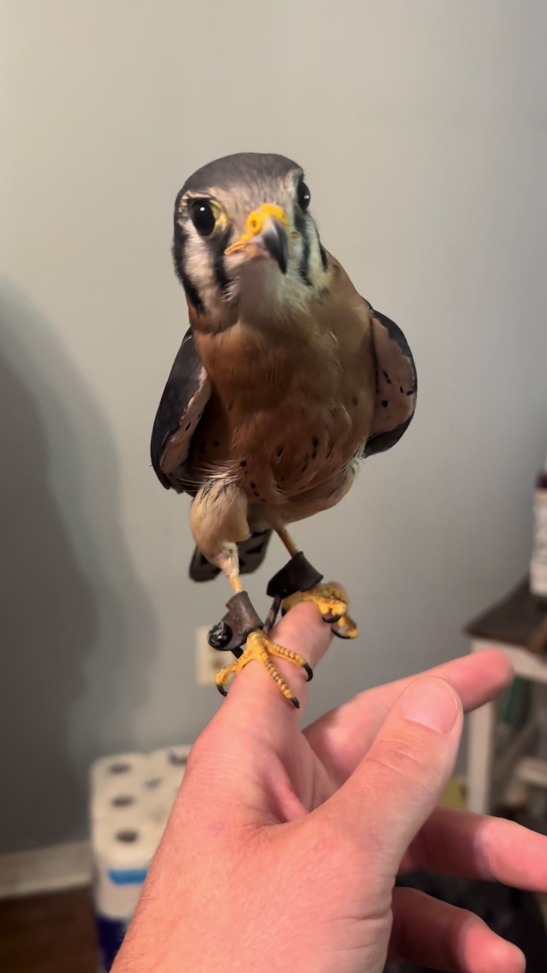 @jonesfalconry