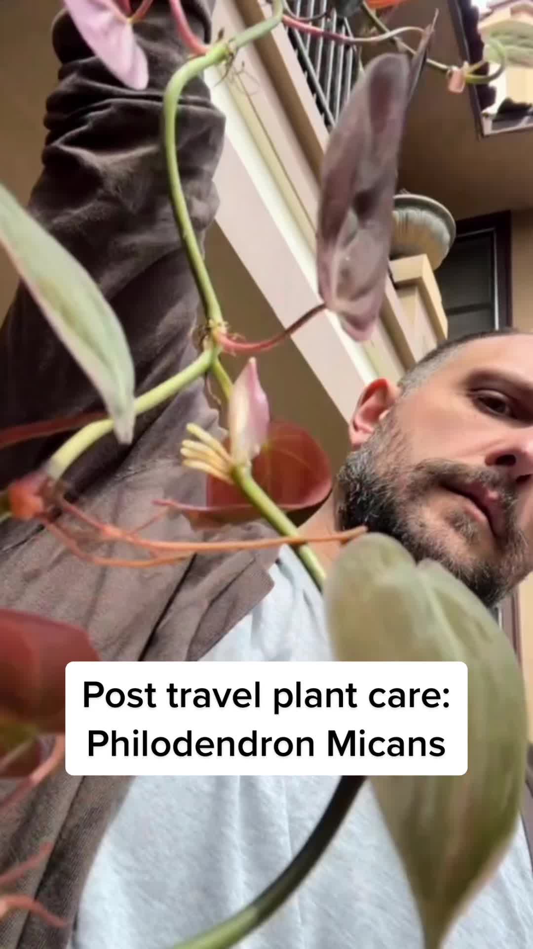 @PlantWaif