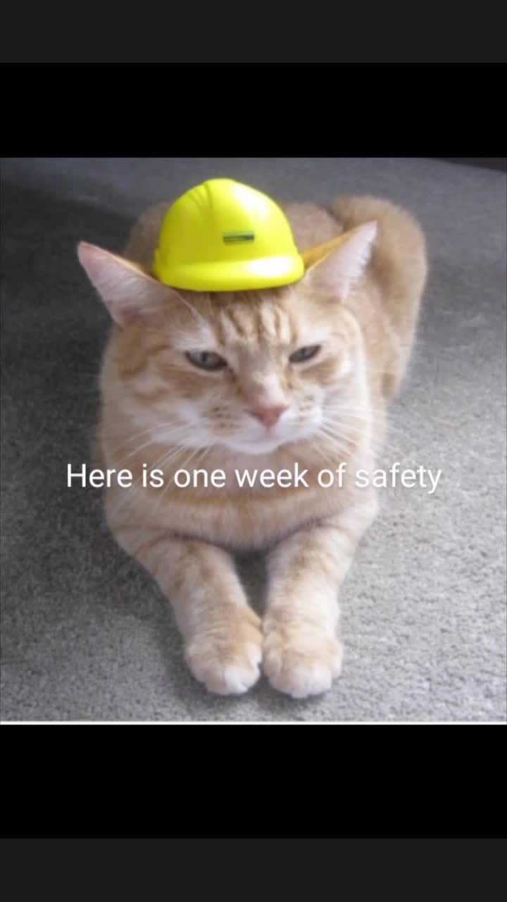 @Safety Cat