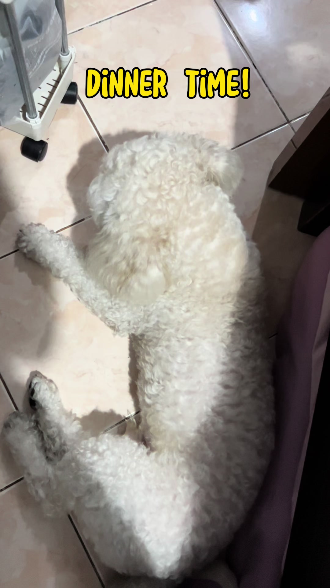 @Coco the poodle