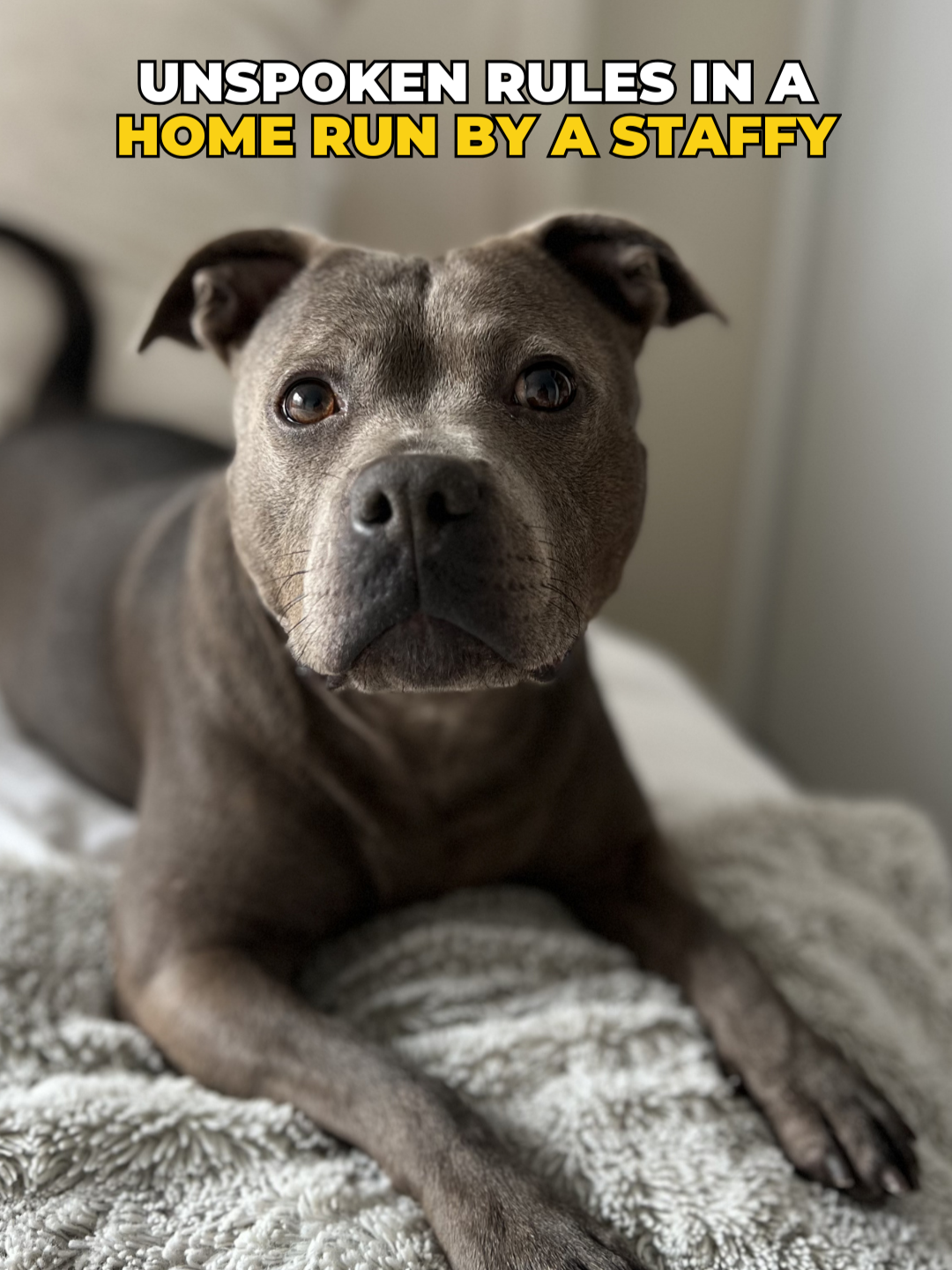 @Happy Staffy Co