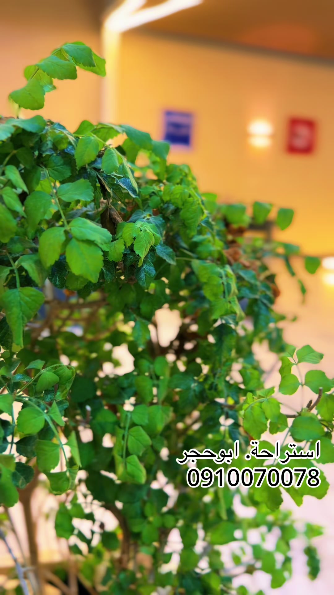 @استراحة ابوحجر